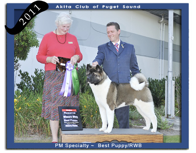 2011 ACPS PM  Best Puppy In Specialty/ Reserve Winners Bitch